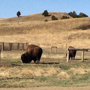 bison in the Badlands